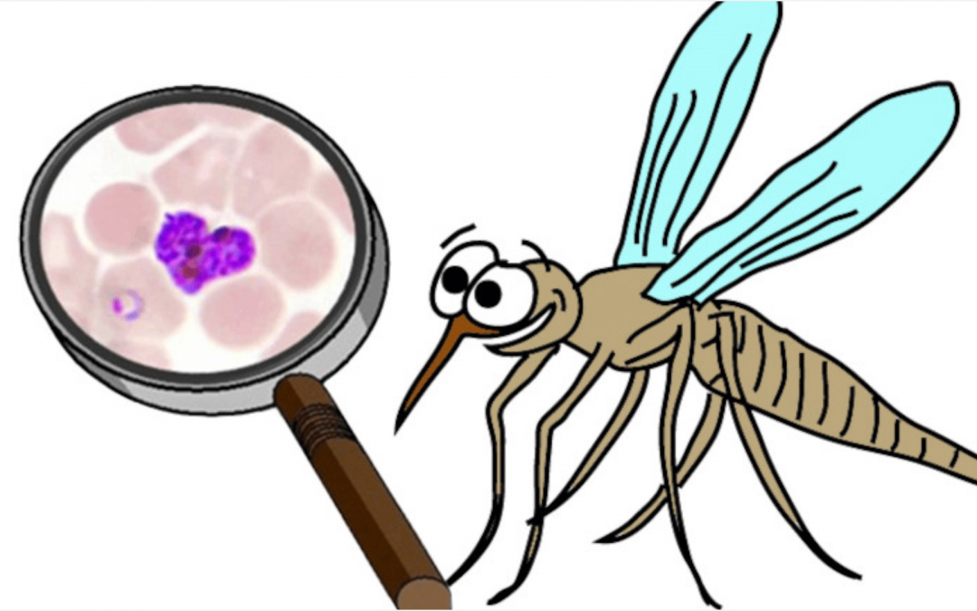 [Atelier – Visite] Paludisme : au cœur de l&rsquo;enquête