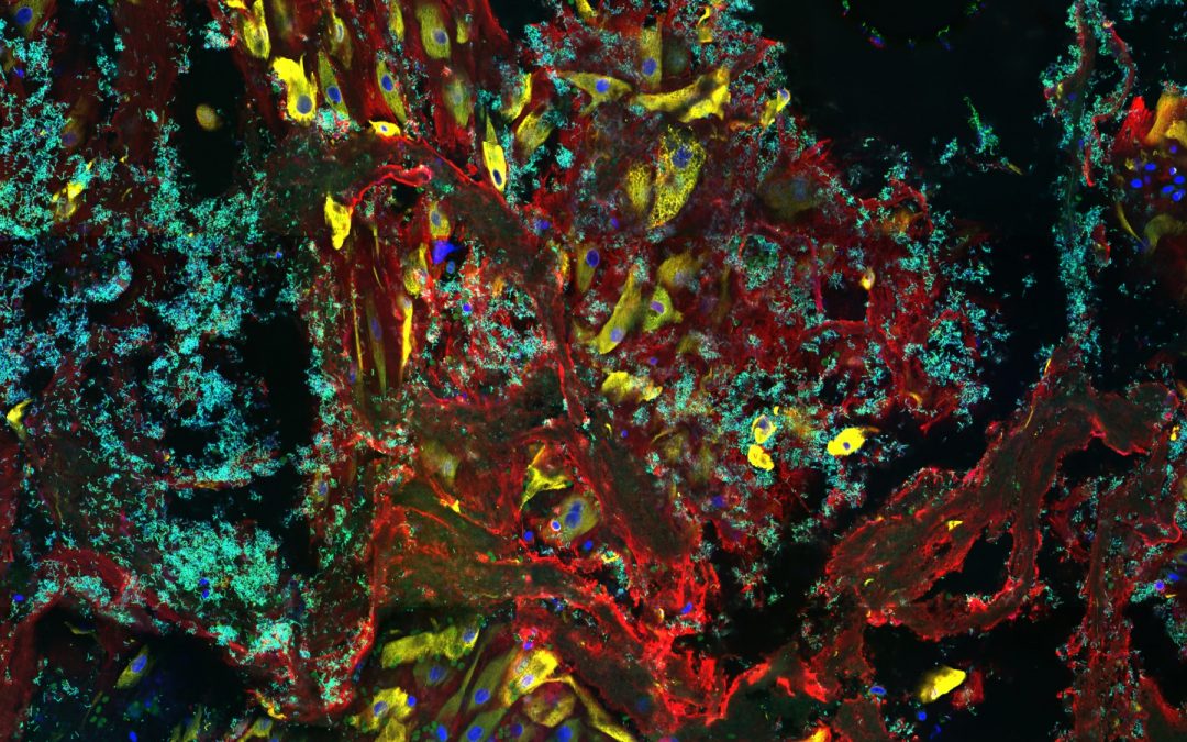 [Atelier/Rencontre chercheurs] Du lit à la paillasse