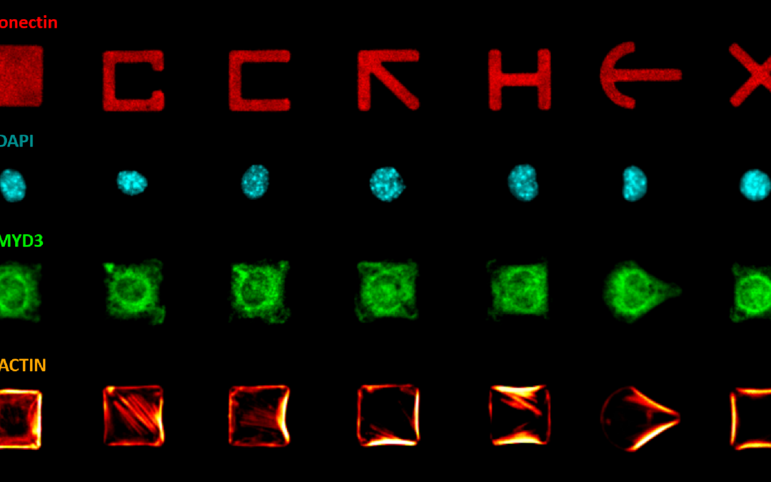 [Atelier – Visite de Laboratoire] La physique de la cellule : de l’embryon à la maladie
