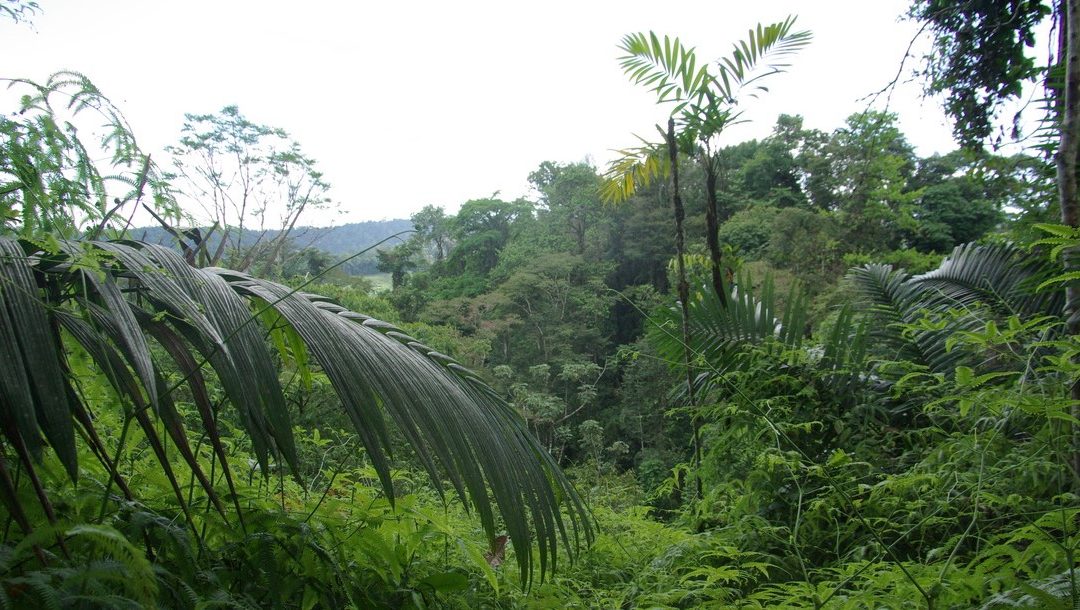 [Projection-Débat] Retour sur une expédition scientifique au Costa Rica