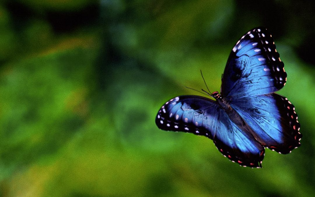 [Conférence] La Bio-inspiration : un nouvel El Dorado