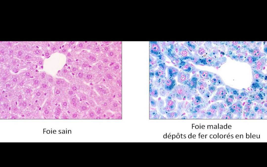 [Atelier – Visite laboratoire] Le fer est notre affaire