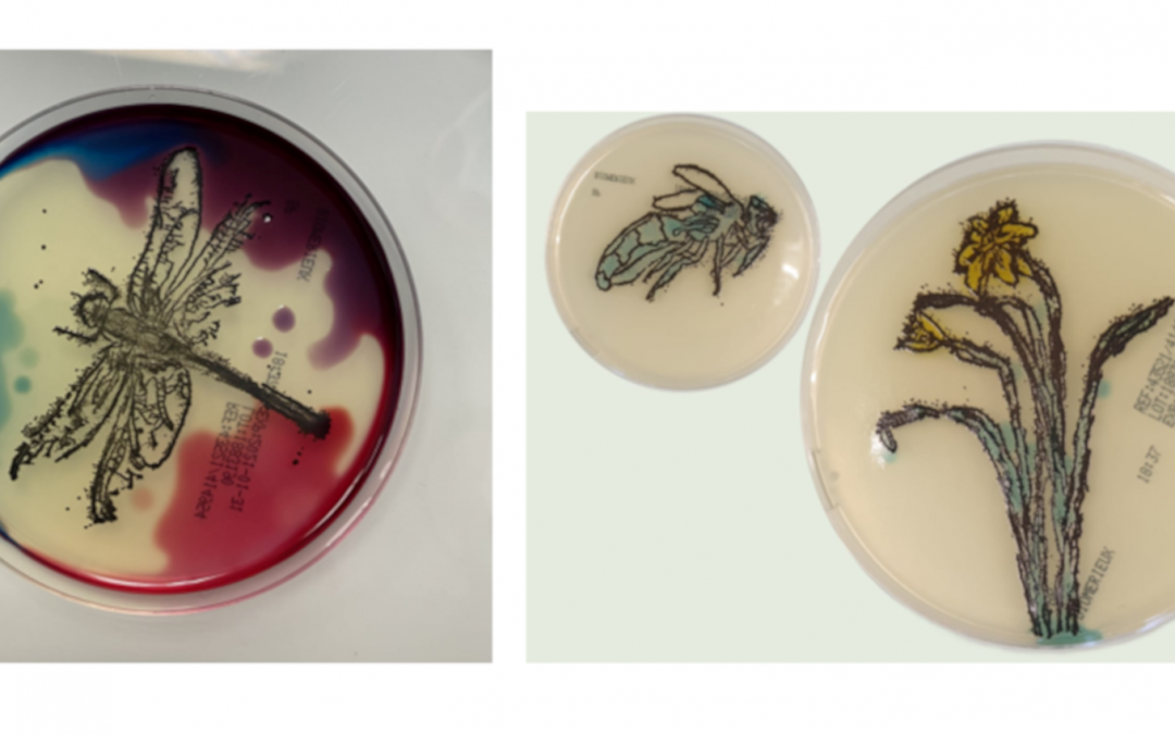 [Atelier-Exposition] Peindre avec les bactéries