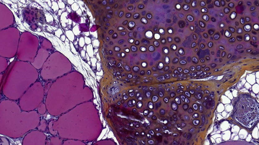 [Atelier-Visite laboratoire] Devenez histologiste d’un jour !