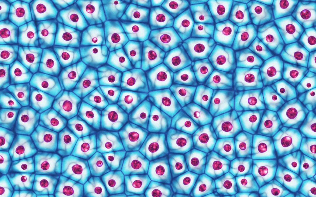 [Atelier/Visite] Le B-A BA des cellules