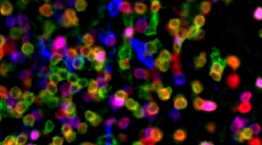 [Ateliers – Visite] Les cellules brillent dans la nuit