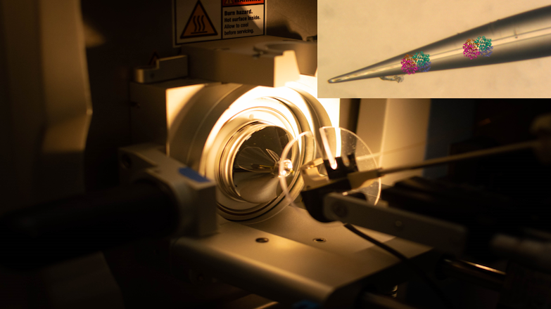 [Atelier – Visite de laboratoire] Chasse aux protéines