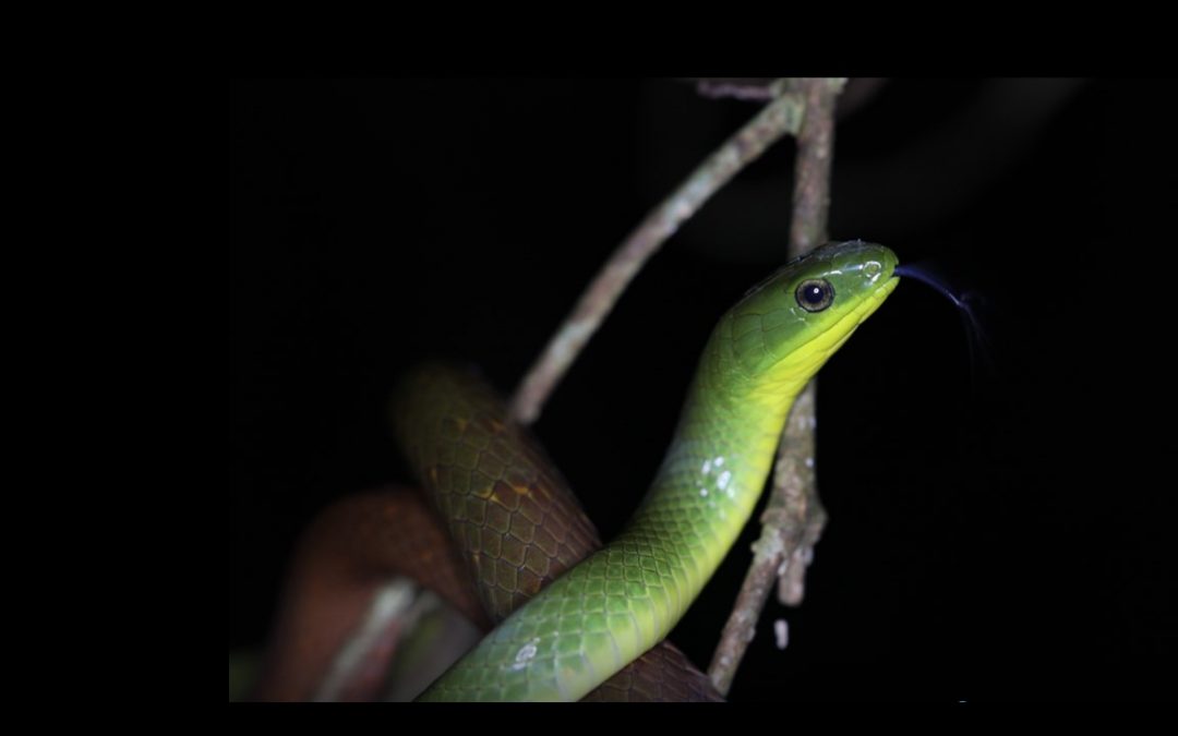 [Conférence] Le seigneur des nanos