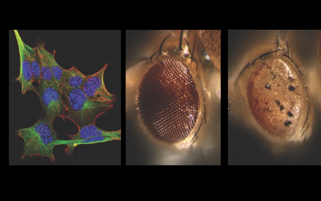 [Ateliers – Visite de laboratoire] À la découverte d’un laboratoire de recherche en Biologie