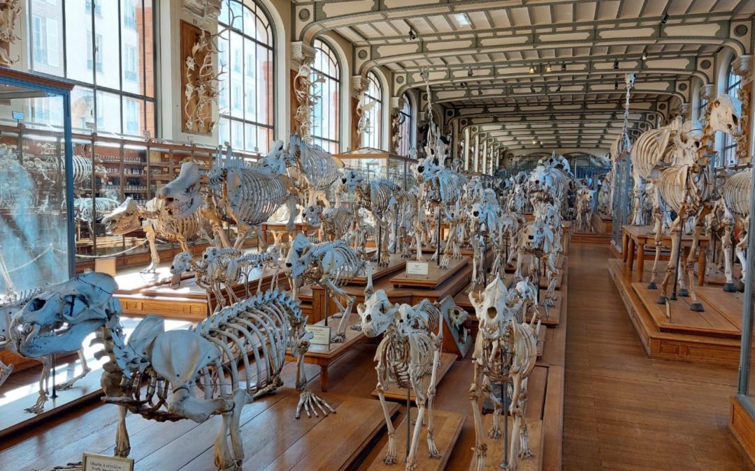 Des cours au Muséum d&rsquo;Histoire Naturelle pour des étudiants du PASS