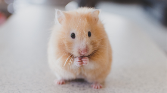 Quelles alternatives à l&rsquo;expérimentation animale ?