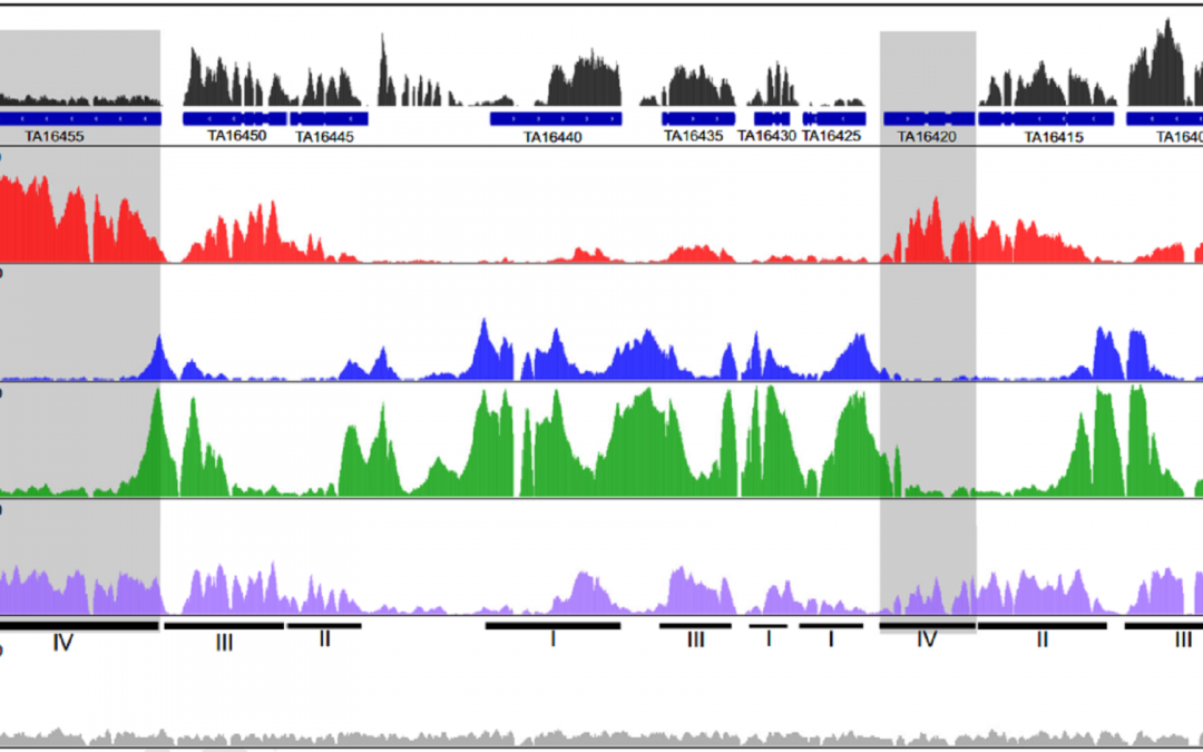 How does the Theileria parasite regulate its genome?
