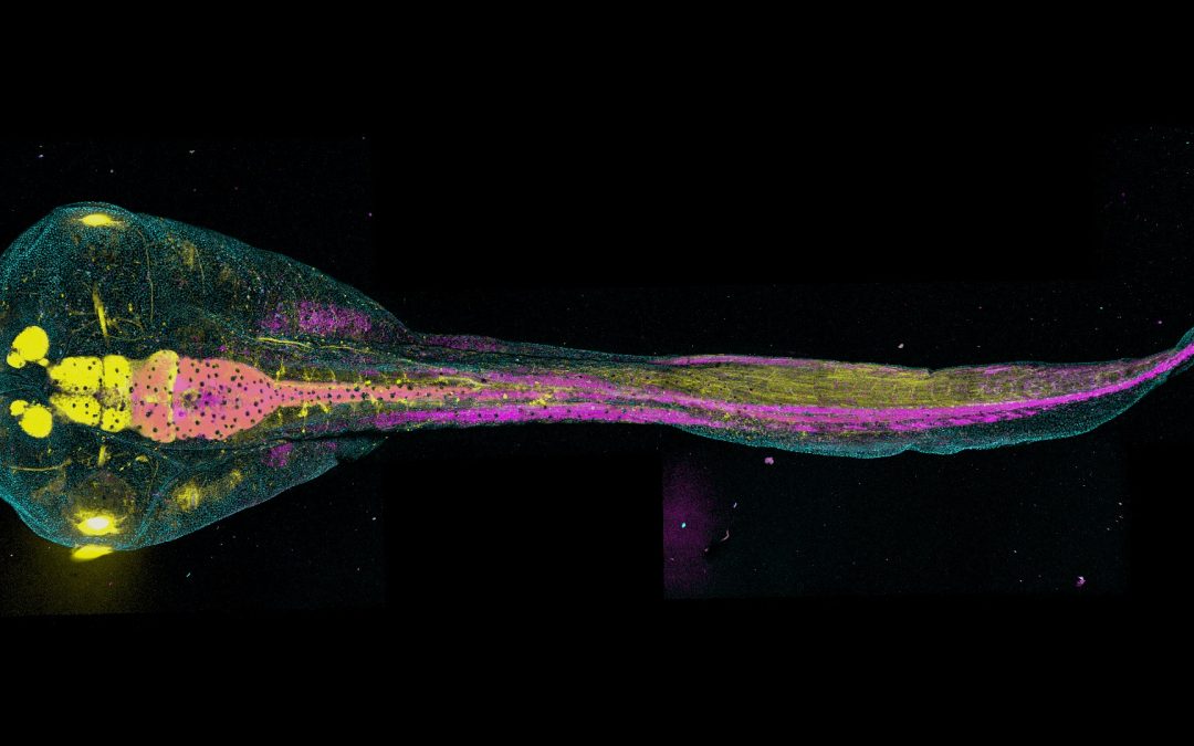 Results of the Labex Who Am I? photo contest