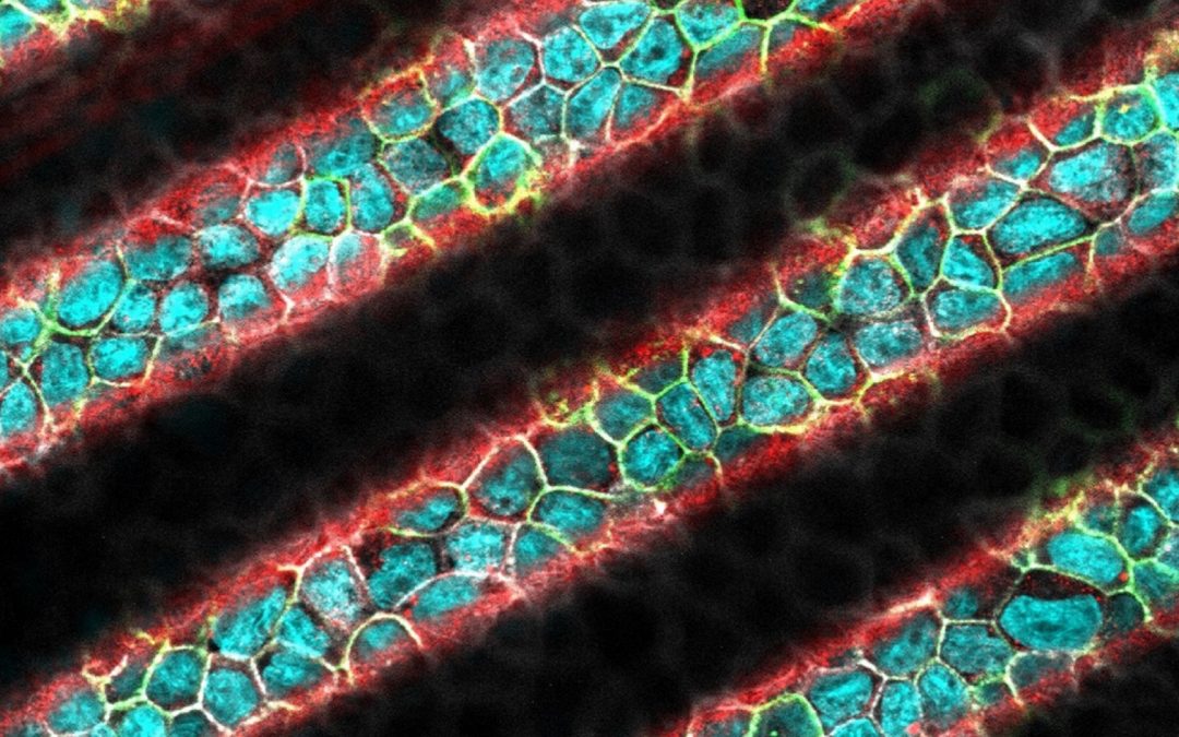 2021 Transverse program – Results