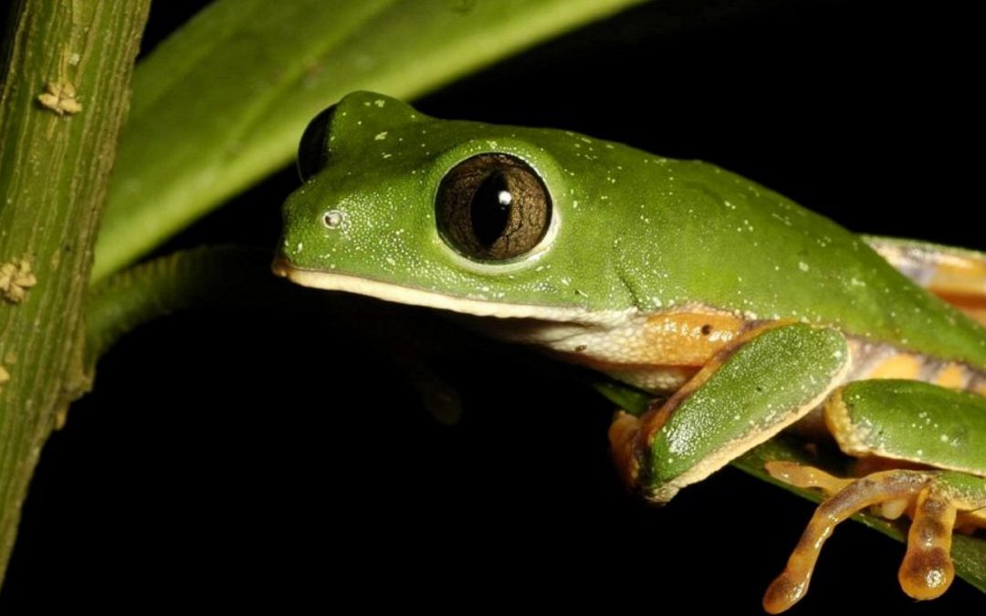 Journées d&rsquo;études dédiées à l&rsquo;auto-organisation, l&rsquo;autonomie et les limites du soi