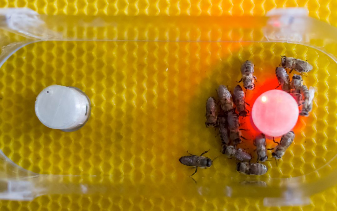 Quand les abeilles dialoguent avec les poissons