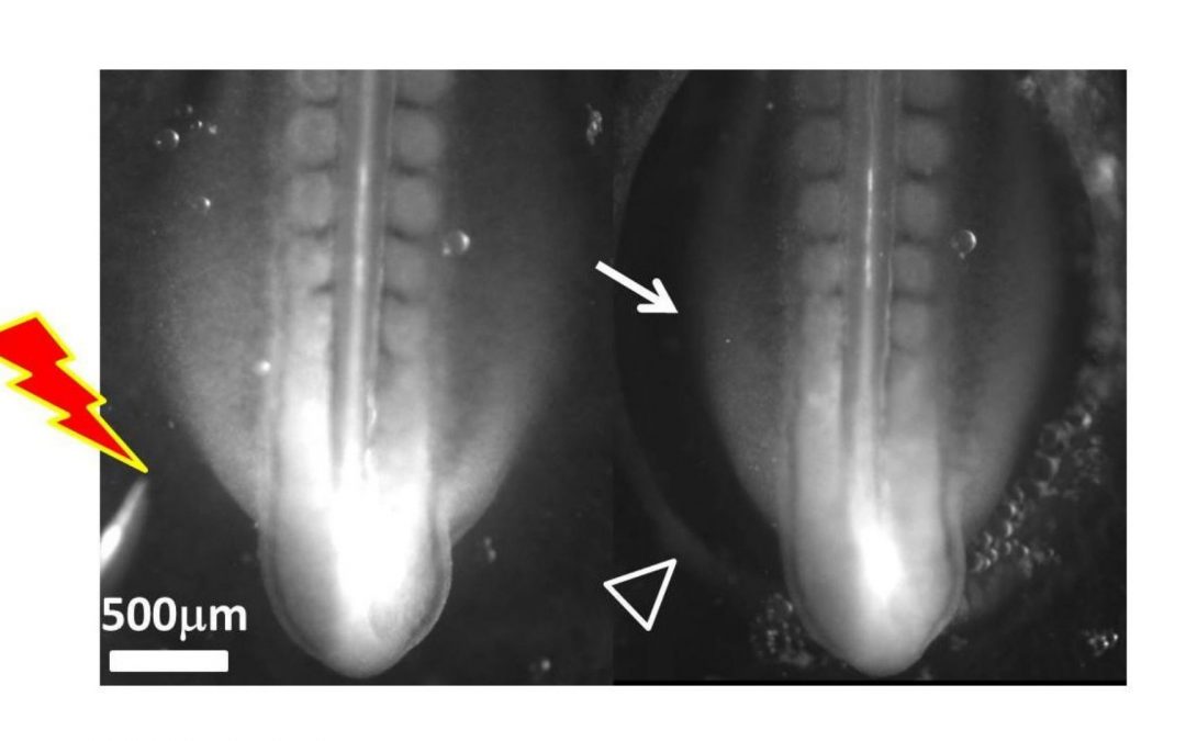 Embryologie : une cascade de contractions réflexes déclenche le développement des pattes
