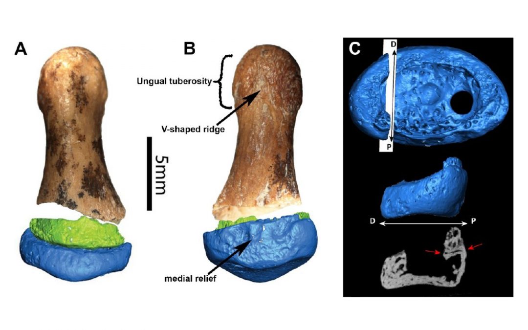 La femme de Denisova, à un doigt d’Homo Sapiens ?