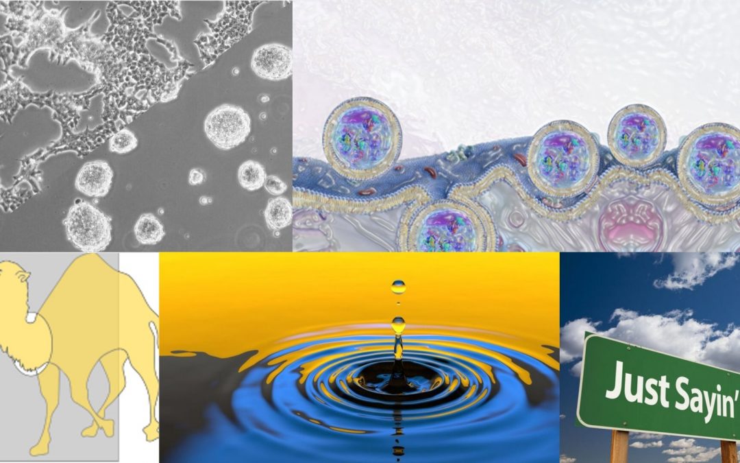 ERC Starting Grant : cinq lauréats pour Université Paris Cité !