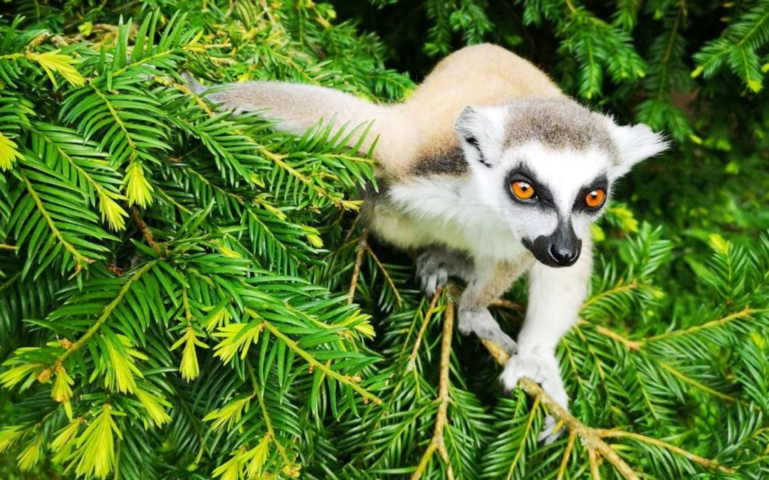 Immersion au zoo de Thoiry