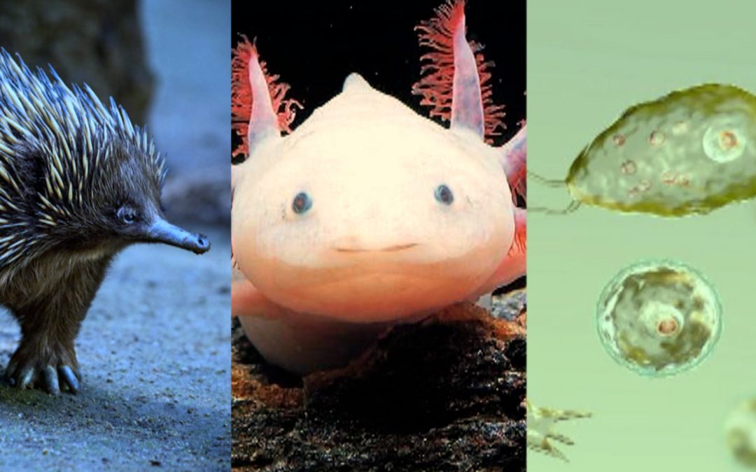 Stranger Species : le succès de l&rsquo;événement virtuel