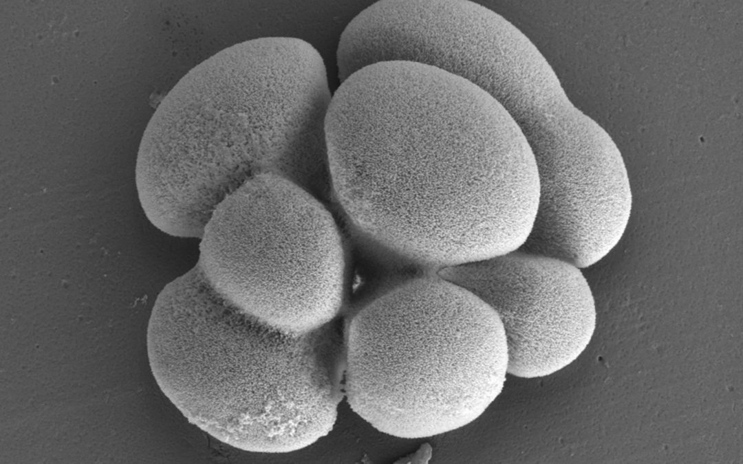 Géochimie et apparition de la vie sur Terre