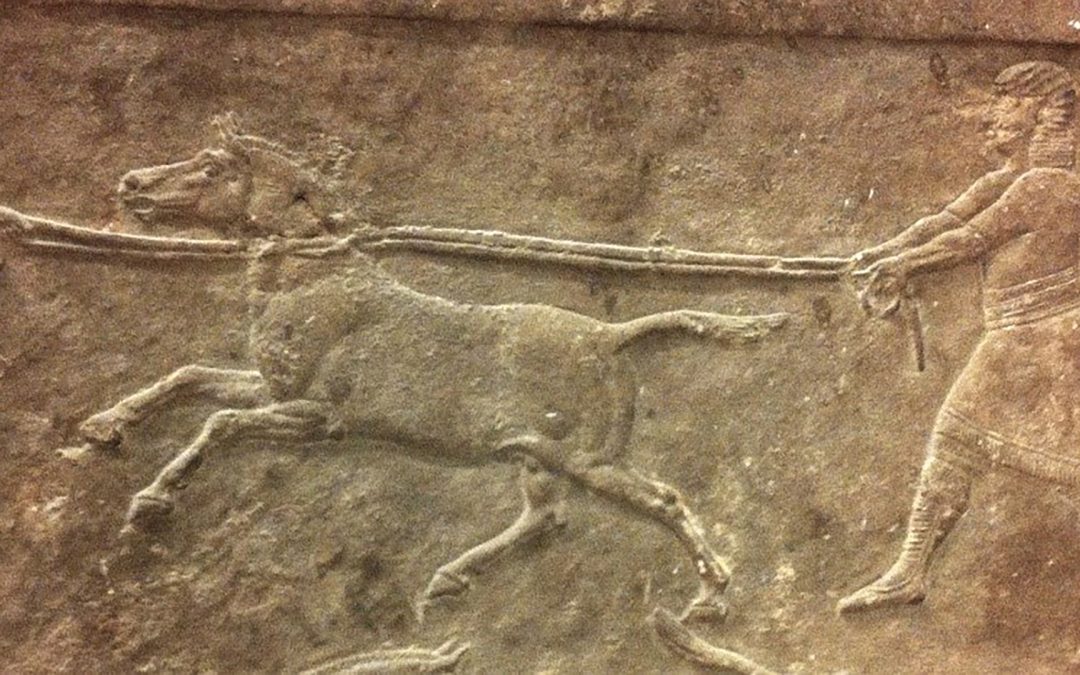 Avant les chevaux, des hybrides d’ânes produits pour faire la guerre