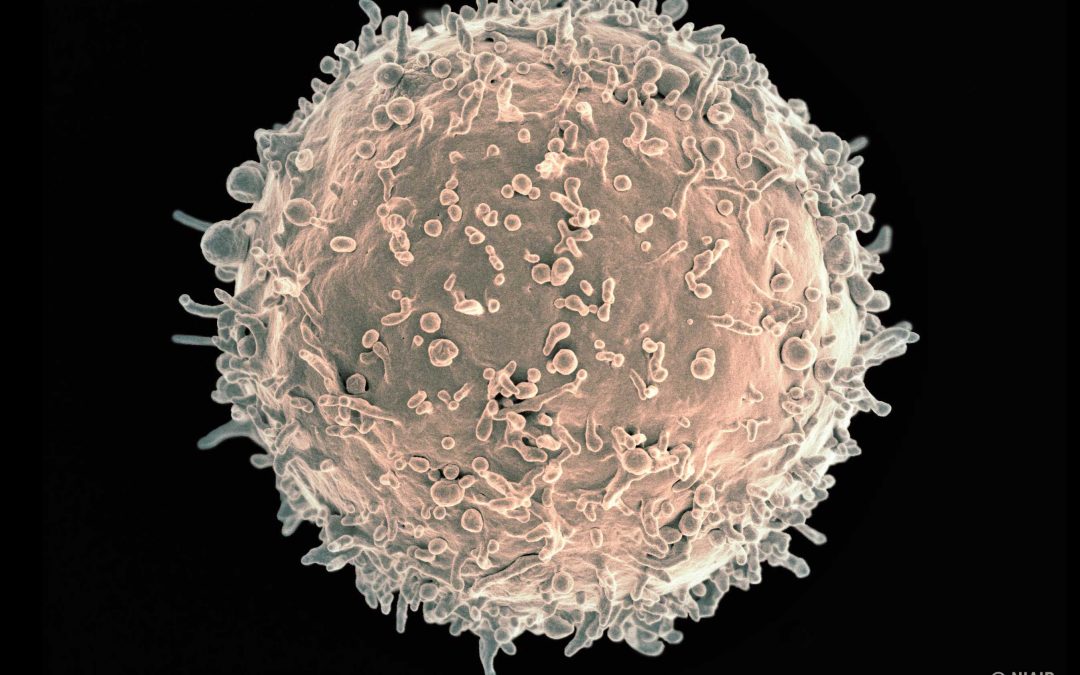 VIH : Les anticorps des « contrôleurs post-traitement »