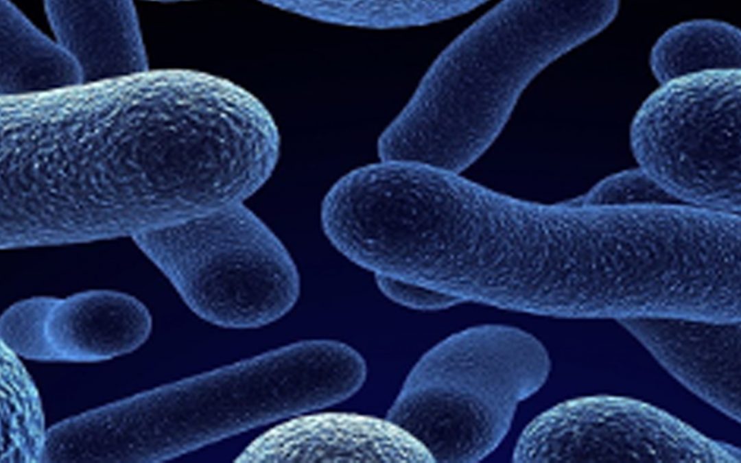 Une momie italienne du XVIe siècle révèle l’existence très ancienne d’Escherichia coli