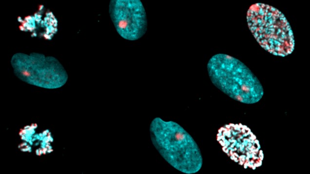 Fête de la Science : Alerte ! Mon ADN est cassé !!!