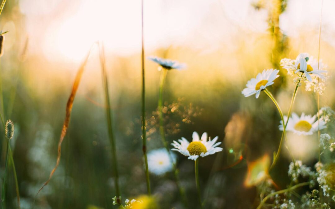 Retour en vidéo sur la troisième édition de la soirée Alumni